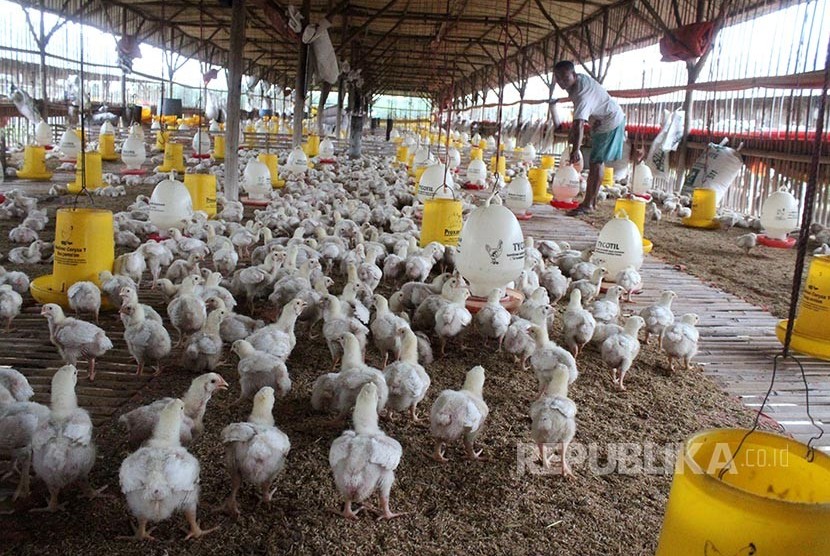 Kementan Minta Peternak Terapkan Prinsip Animal Welfare