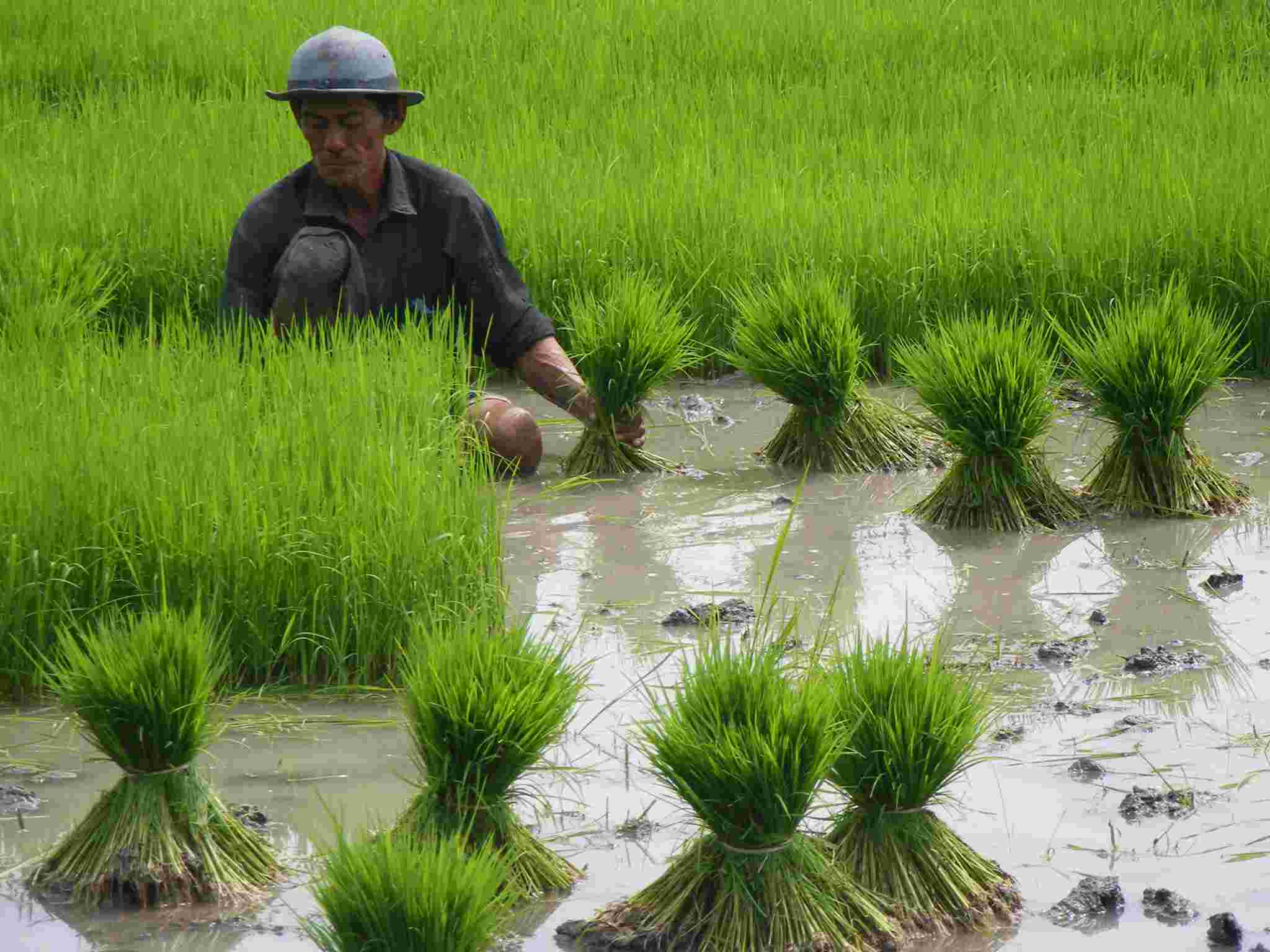 Mentan Panen Padi dan Percepat Serap Gabah Petani di Jawa Timur